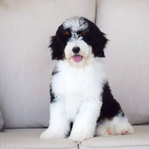 Aussie Golden Doodle Puppies