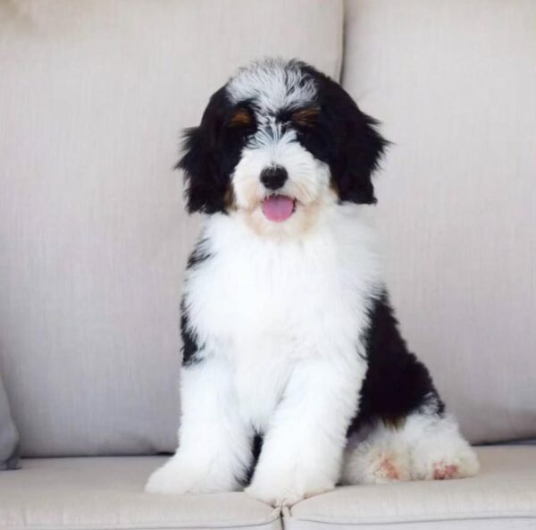 Aussie Golden Doodle Puppies