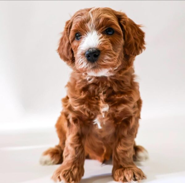 Mini Golden Doodle Puppies