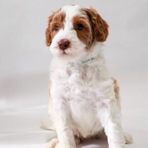 Mini Golden Doodle Puppy