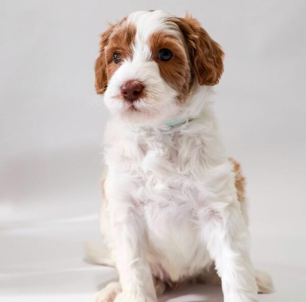 Mini Golden Doodle Puppy
