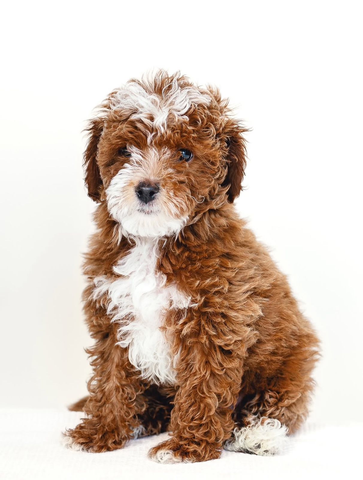 Standard Golden Doodle Puppies