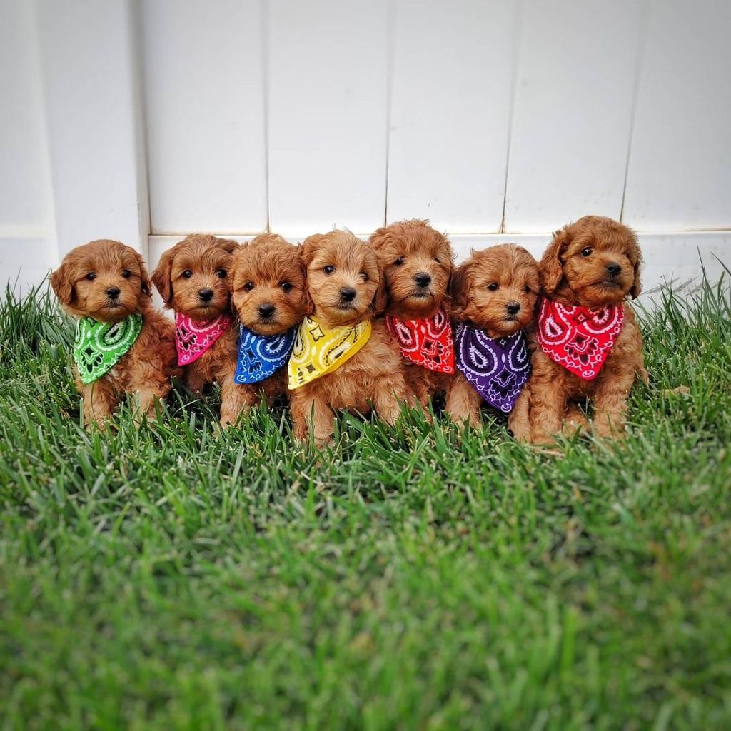 cali golden doodle puppies cali golden doodle puppies