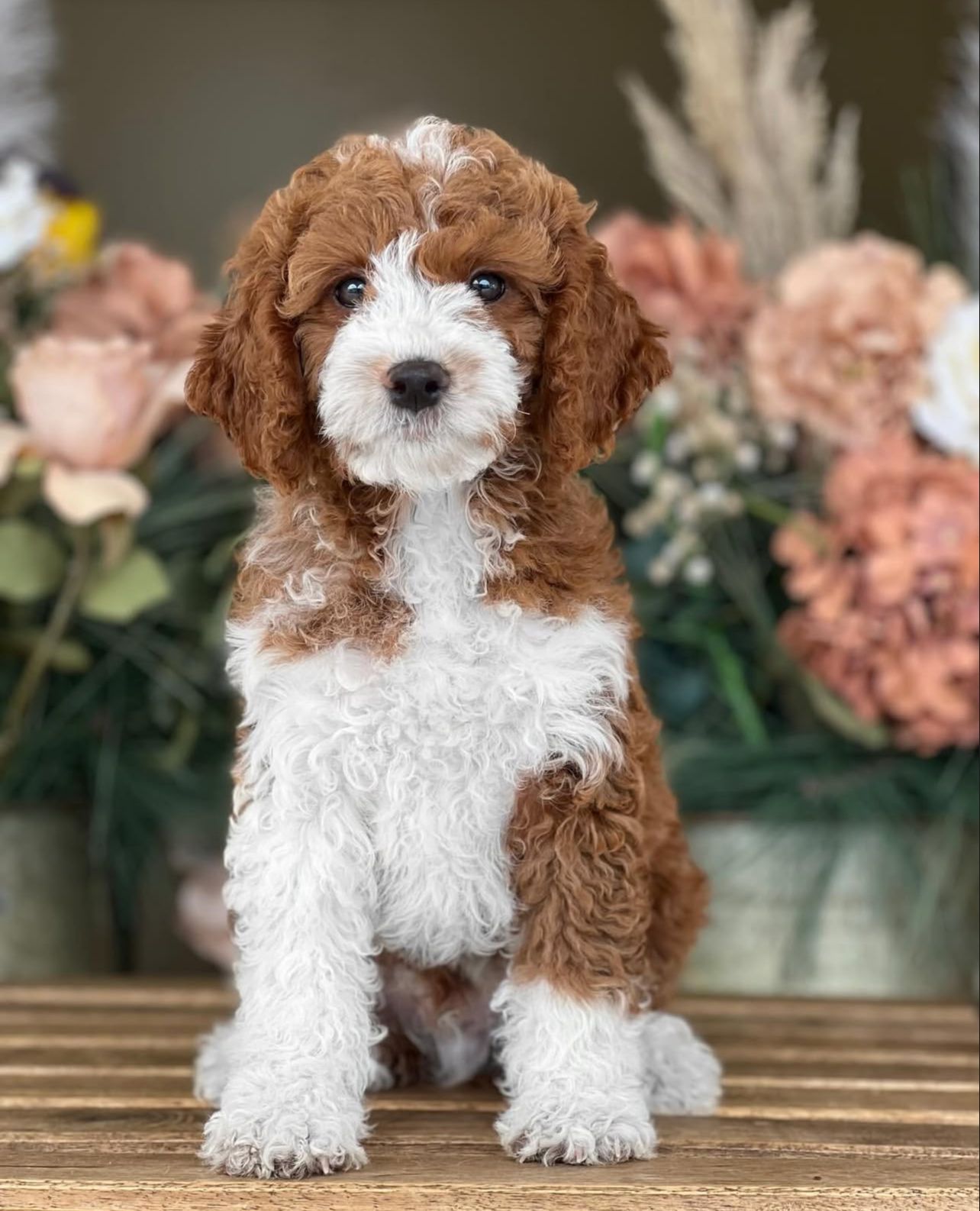 cali golden doodle puppies cali golden doodle puppies
