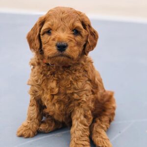 Standard Golden Doodle Puppies For Sale