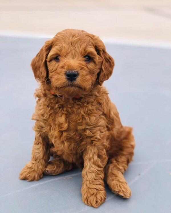 Standard Golden Doodle Puppies For Sale