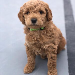 Standard Golden Doodle Puppies For Sale