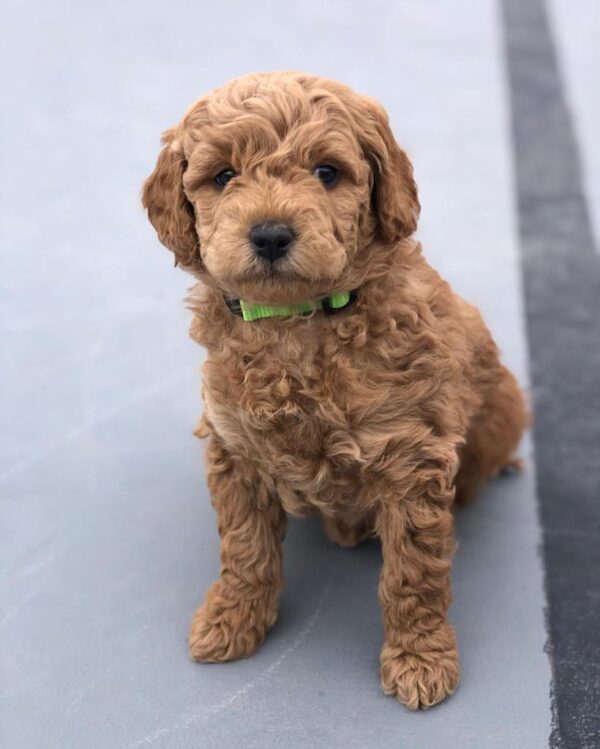 Standard Golden Doodle Puppies For Sale