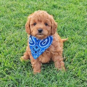 Toy Goldendoodle Puppy For Sale