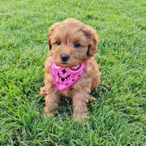 Toy Golden Doodle Puppies