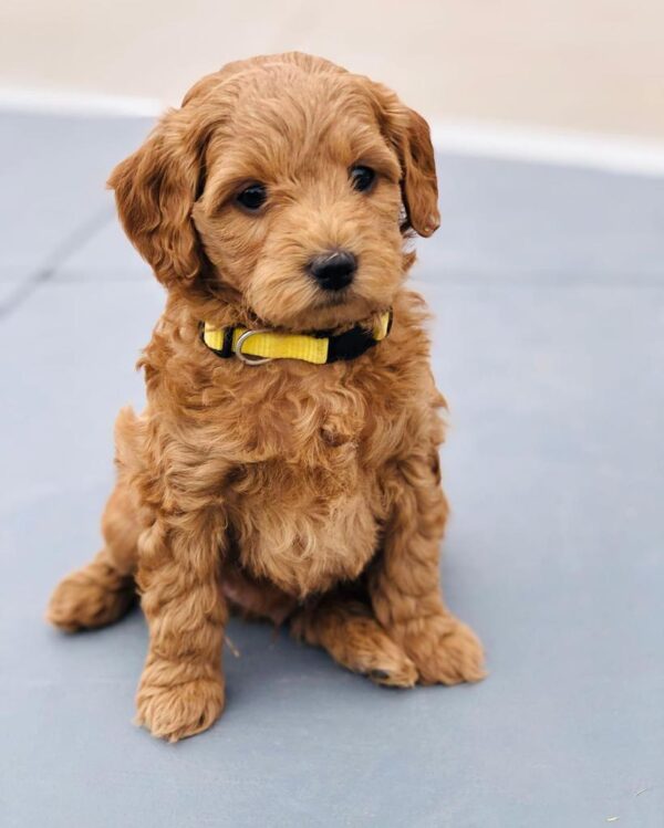 Standard Golden Doodle Puppies For Sale
