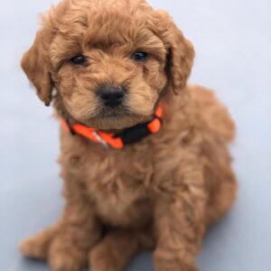 Standard Golden Doodle Puppies For Sale